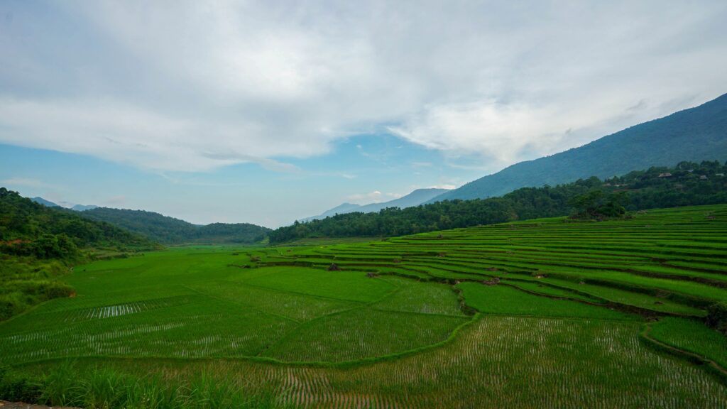 Riziere sur la route de Pu Long a Vieng Xai l